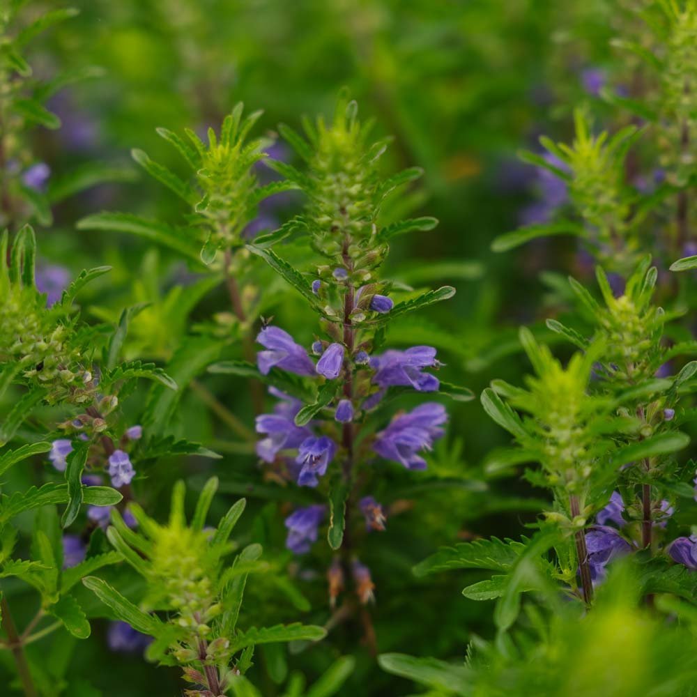 Tuoksuampiaisyrtin siemenet 'Moldavian Dragonhead' - 150 luomusiementä