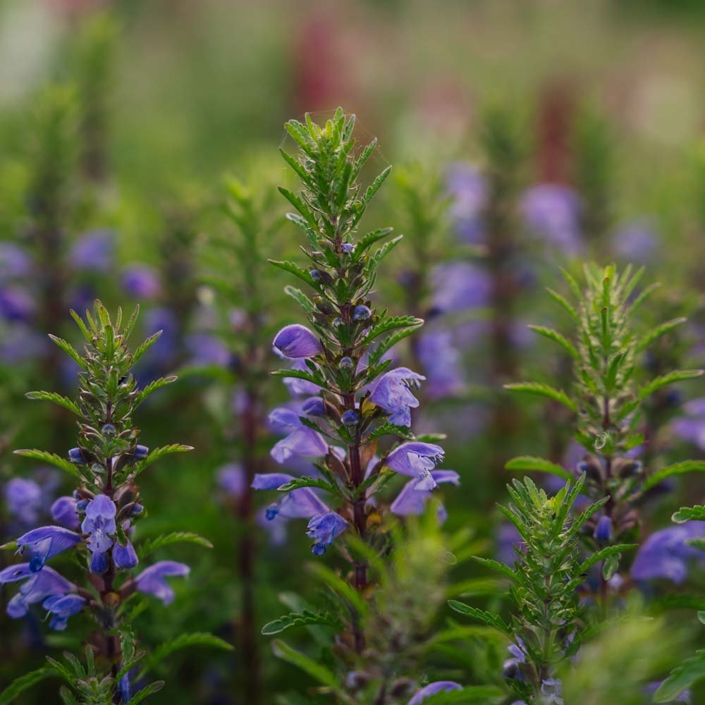 Tuoksuampiaisyrtin siemenet 'Moldavian Dragonhead' - 150 luomusiementä