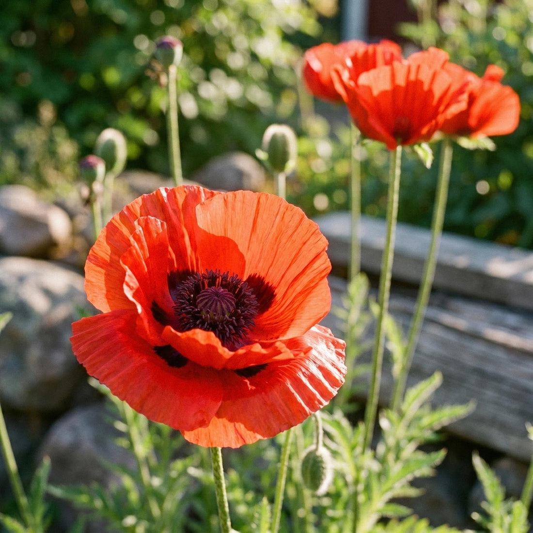 Unikko, Papaver 'Beauty of Livermere'
