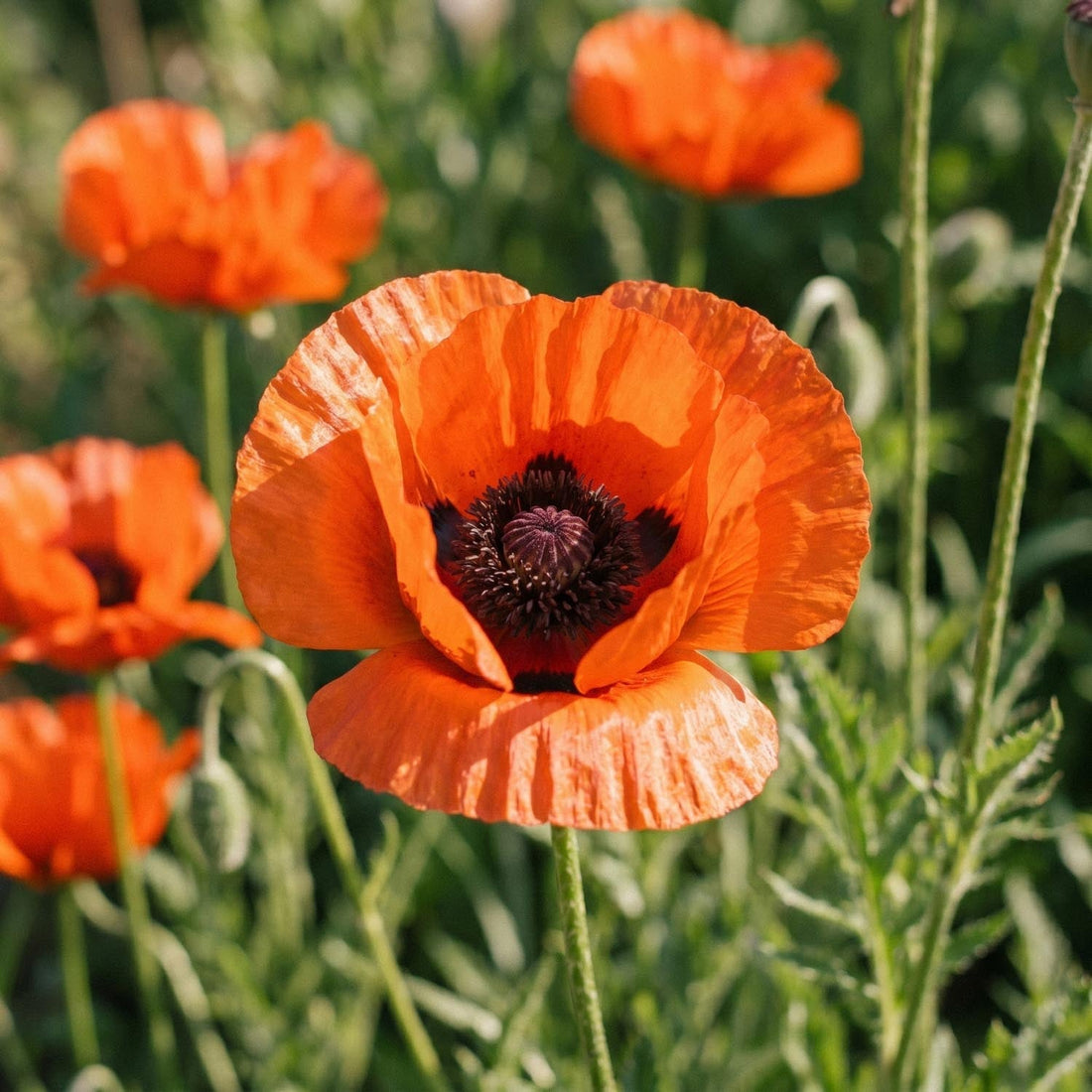 Unikko, Papaver 'Brilliant'