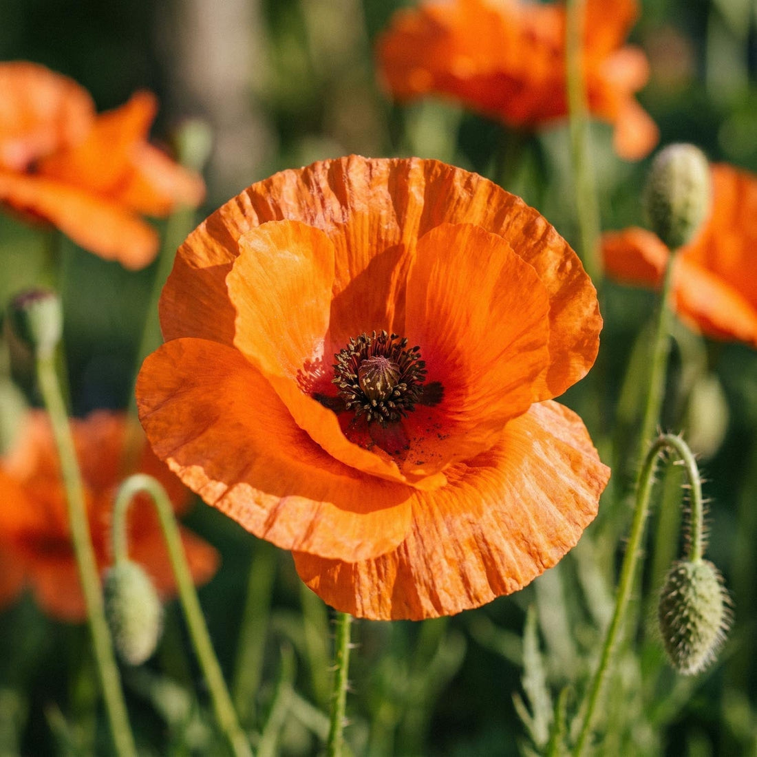 Unikko, Papaver 'Harvest Moon'