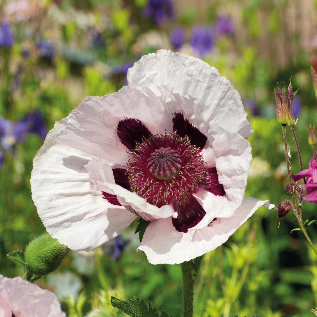 Unikko, Papaver 'Royal Wedding'