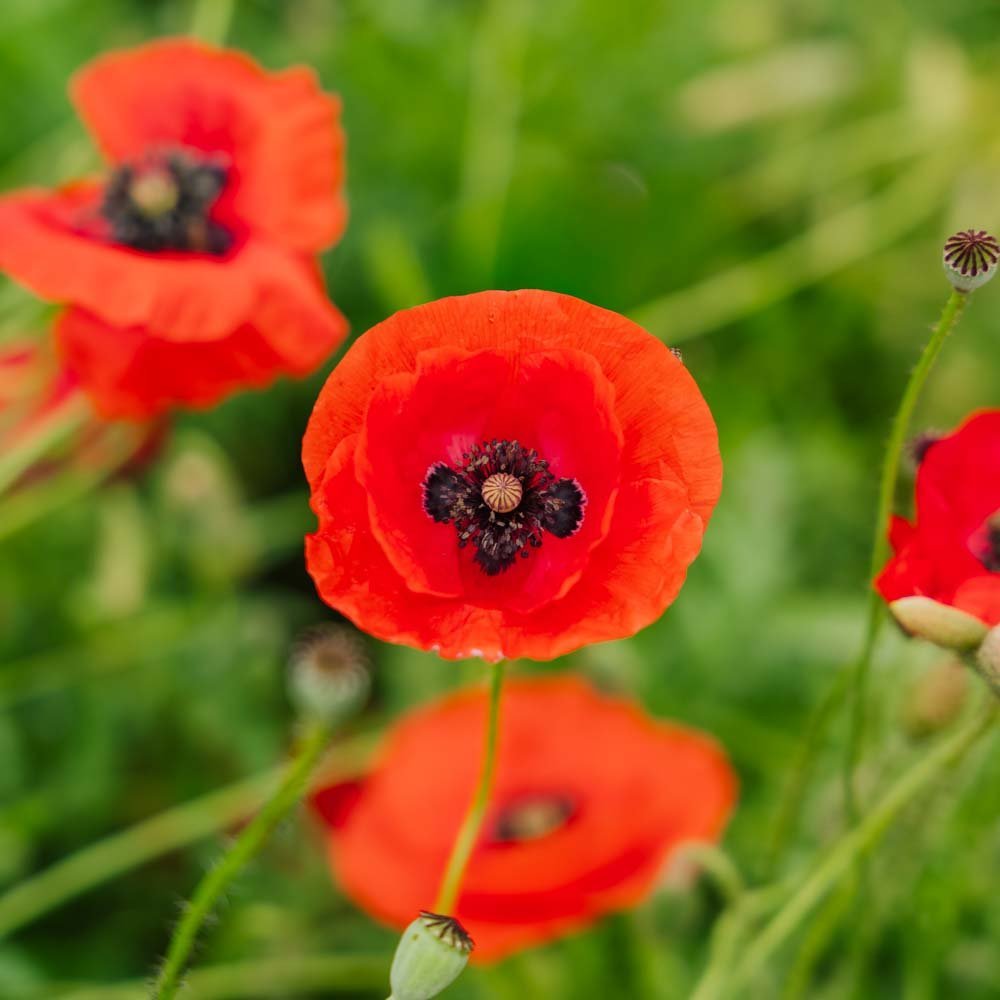 Unikon siemenet 'Poppy Mix' - 700 luomusiementä
