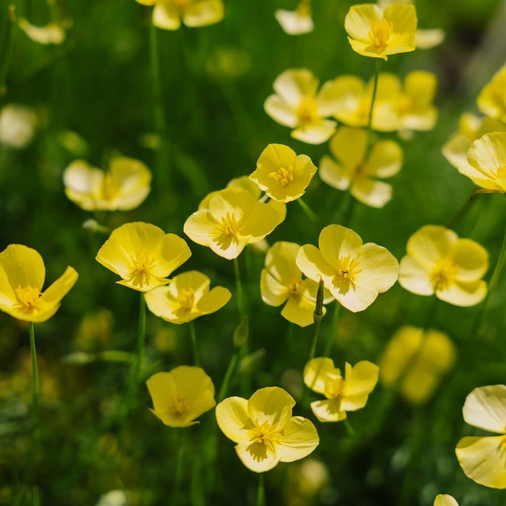 Unikonsiemenet 'Foothill' - 100 luomusiementä