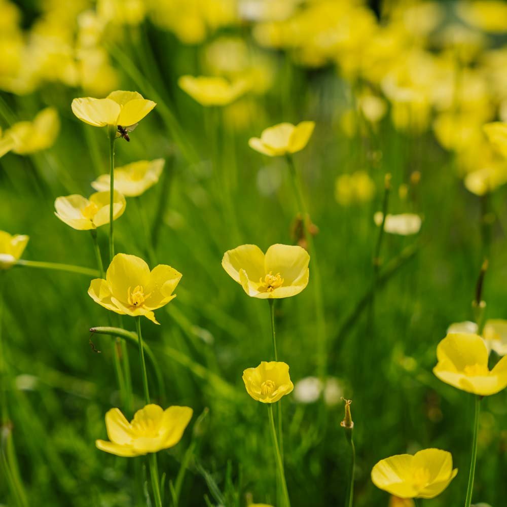 Unikonsiemenet 'Foothill' - 100 luomusiementä