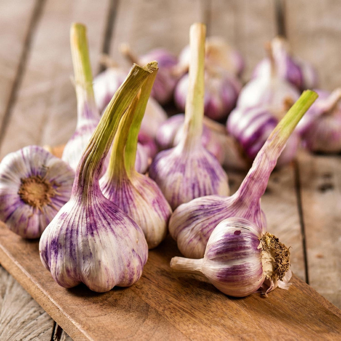 Valkosipuli, Allium 'Germidour'