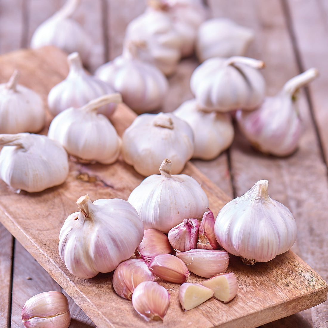 Valkosipuli 'Flavor'