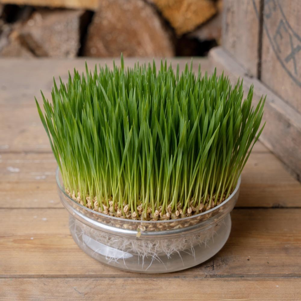 Vehnän mikroversojen siemenet - 400 luomusiementä