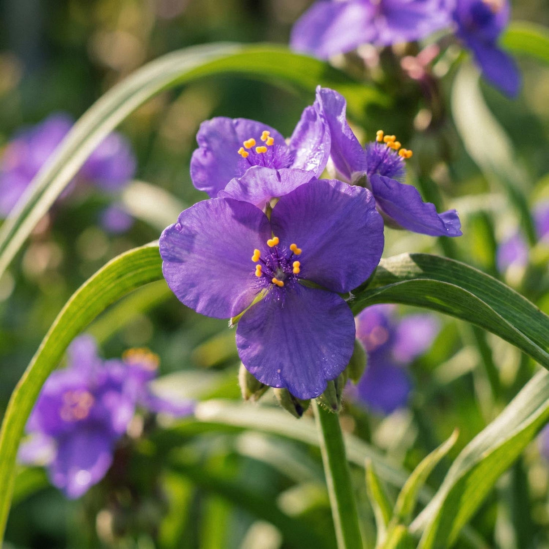 Venhojuoru, Tradescantia 'Charlotte'