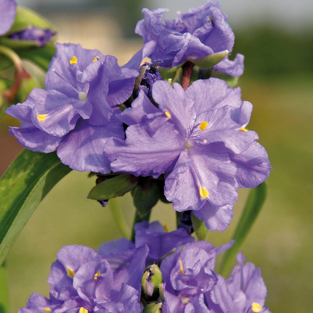 Venhojuoru, Tradescantia 'Zwanenburg Blue'