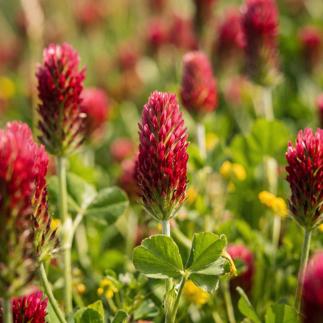 Veriapilan siemenet 'Crimson clover' - 1000 luonnonmukaista siementä