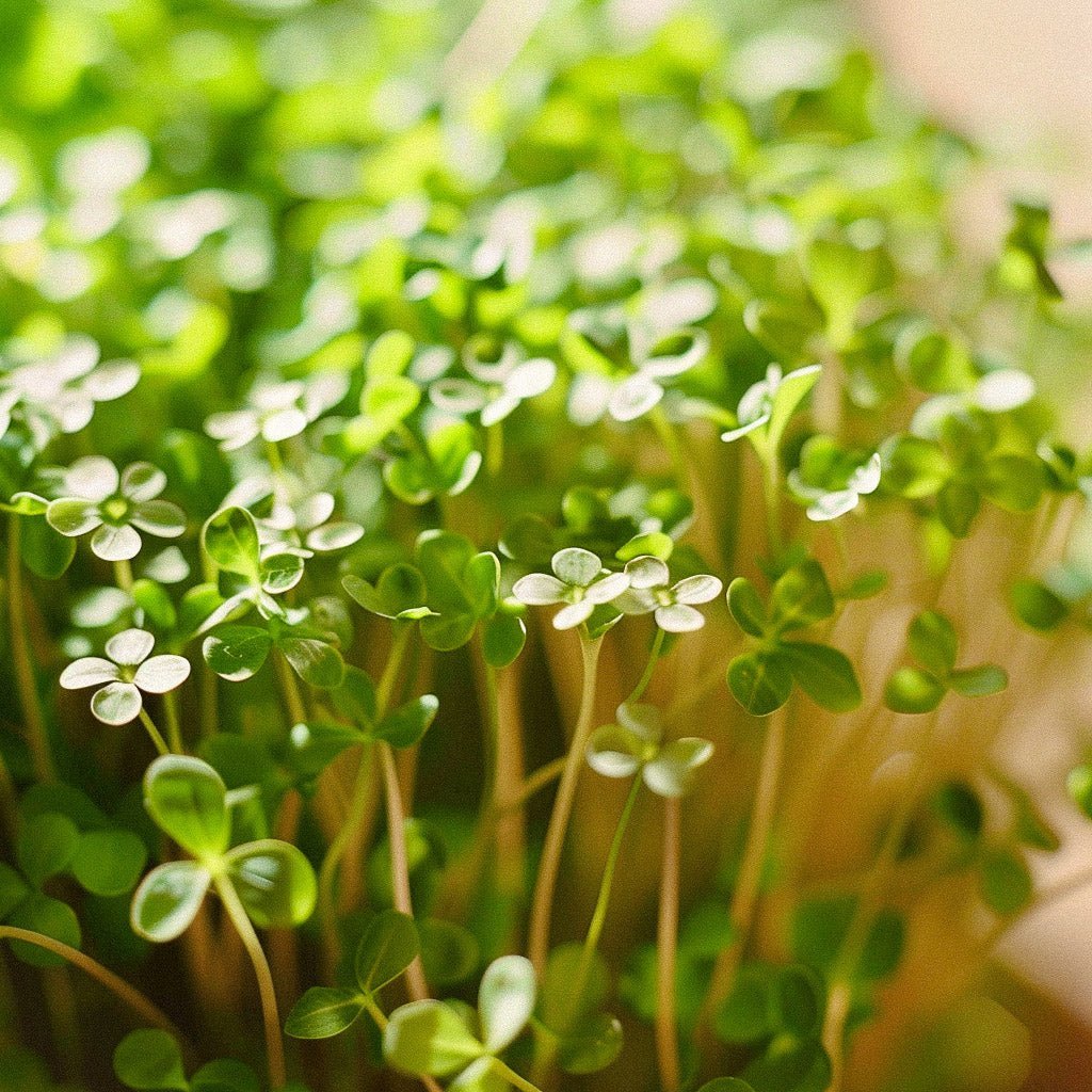 Vesikrassin siemenet 'Cressida' - 150 luomusiementä