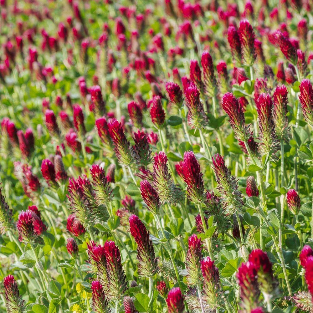 Viherlannoitussiemenet 'Crimson Clover' (20 m²)