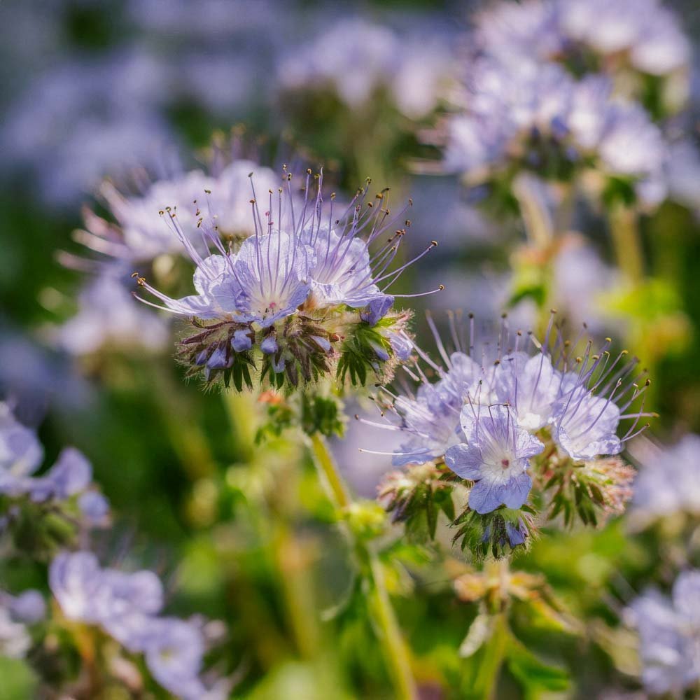 Viherlannoitussiemenet 'Phacelia' (20 m²)