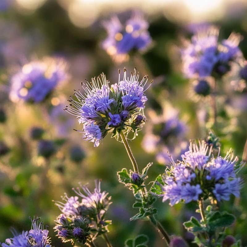 Viherlannoitussiemenet 'Phacelia' (20 m²)