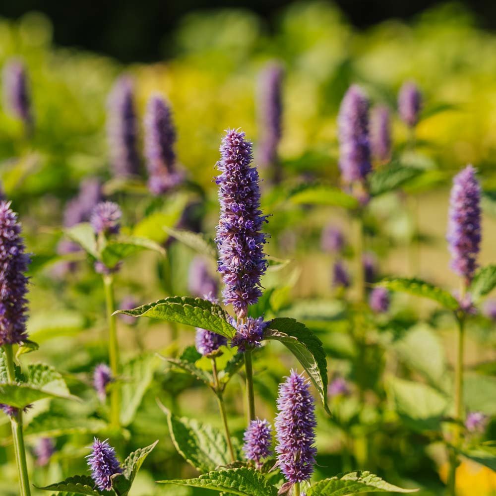 Vihermintun siemenet - 150 luomusiementä