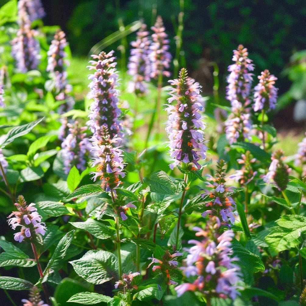 Vihermintun siemenet - 150 luomusiementä