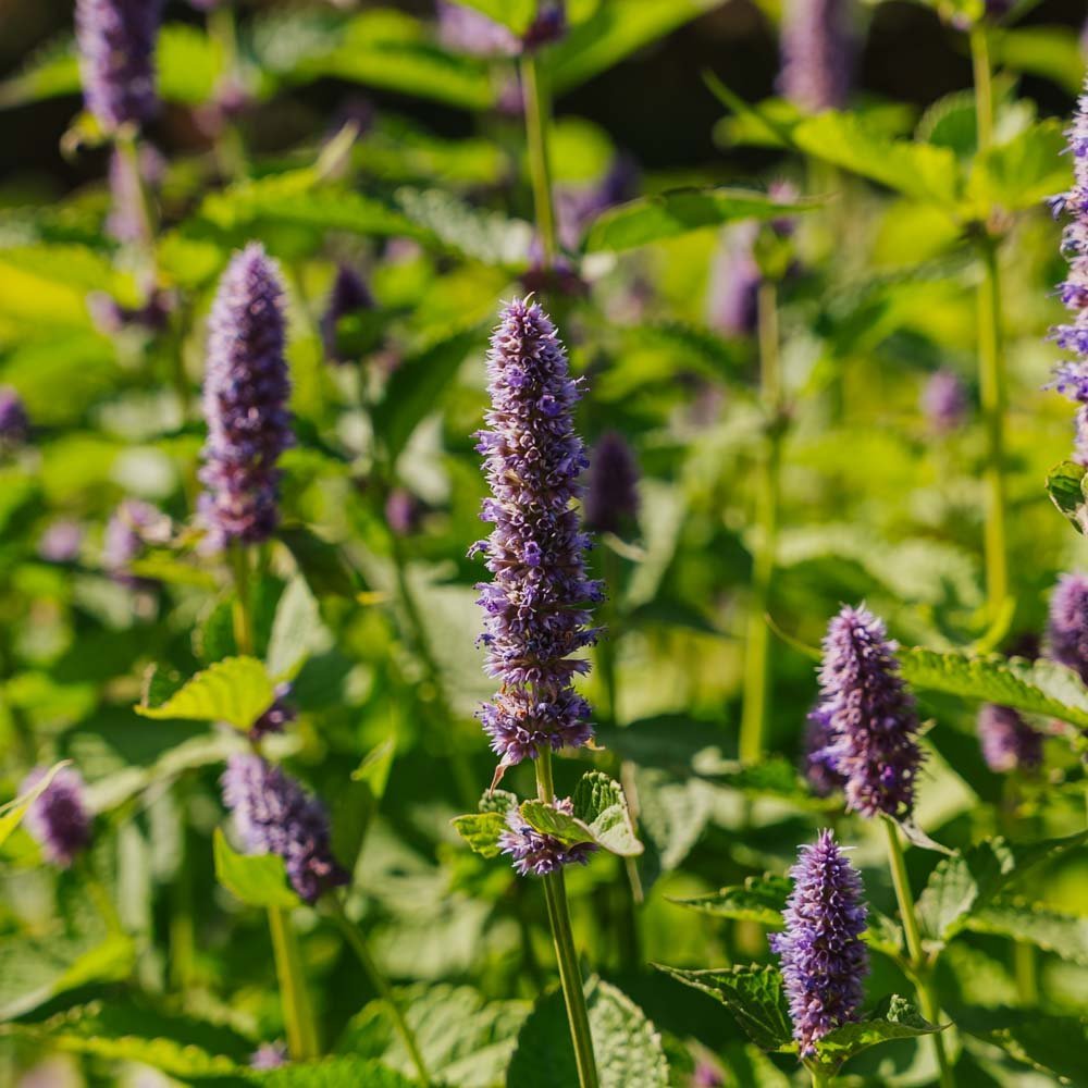 Vihermintun siemenet - 150 luomusiementä