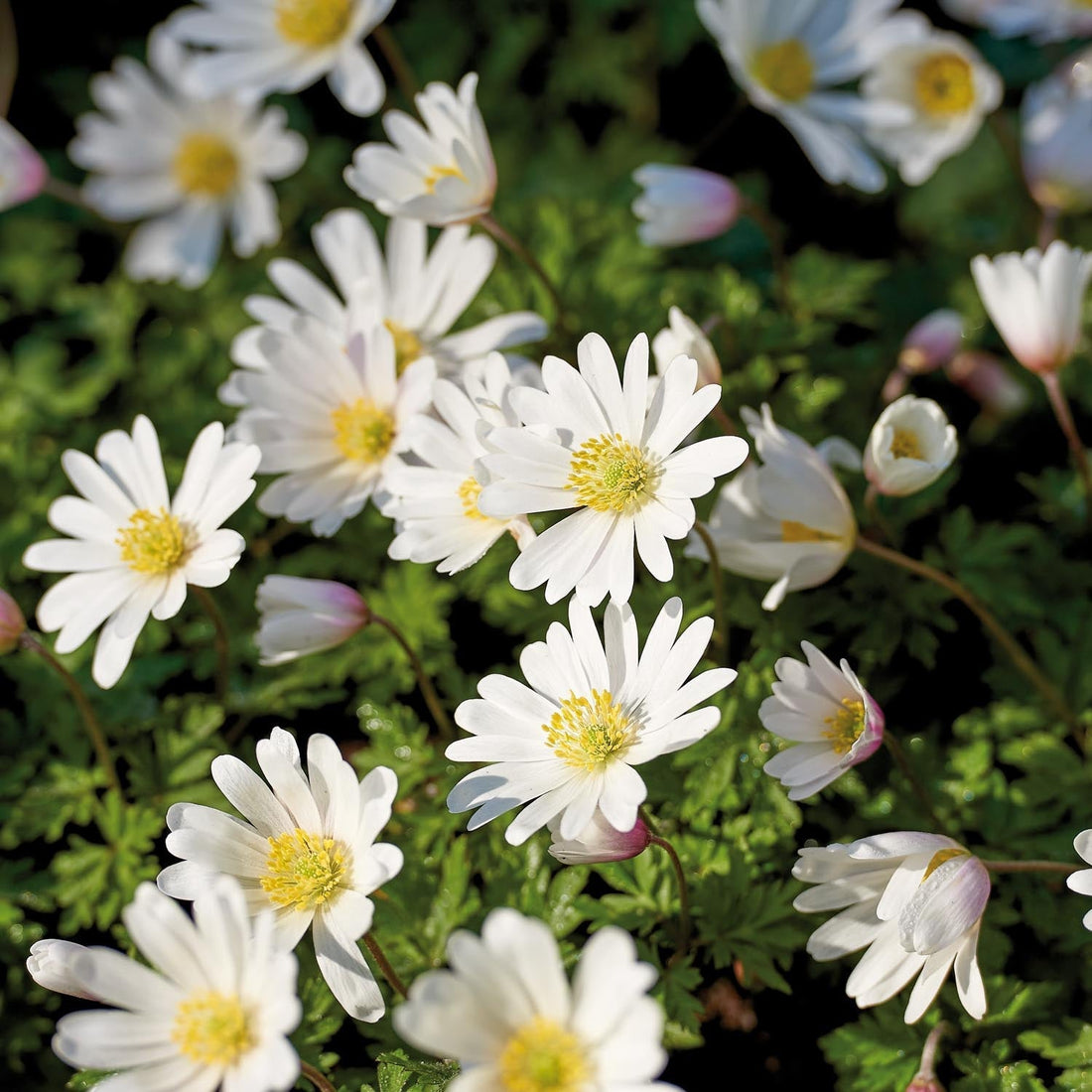 Vuokko, Anemone 'Blanda White Splendour'
