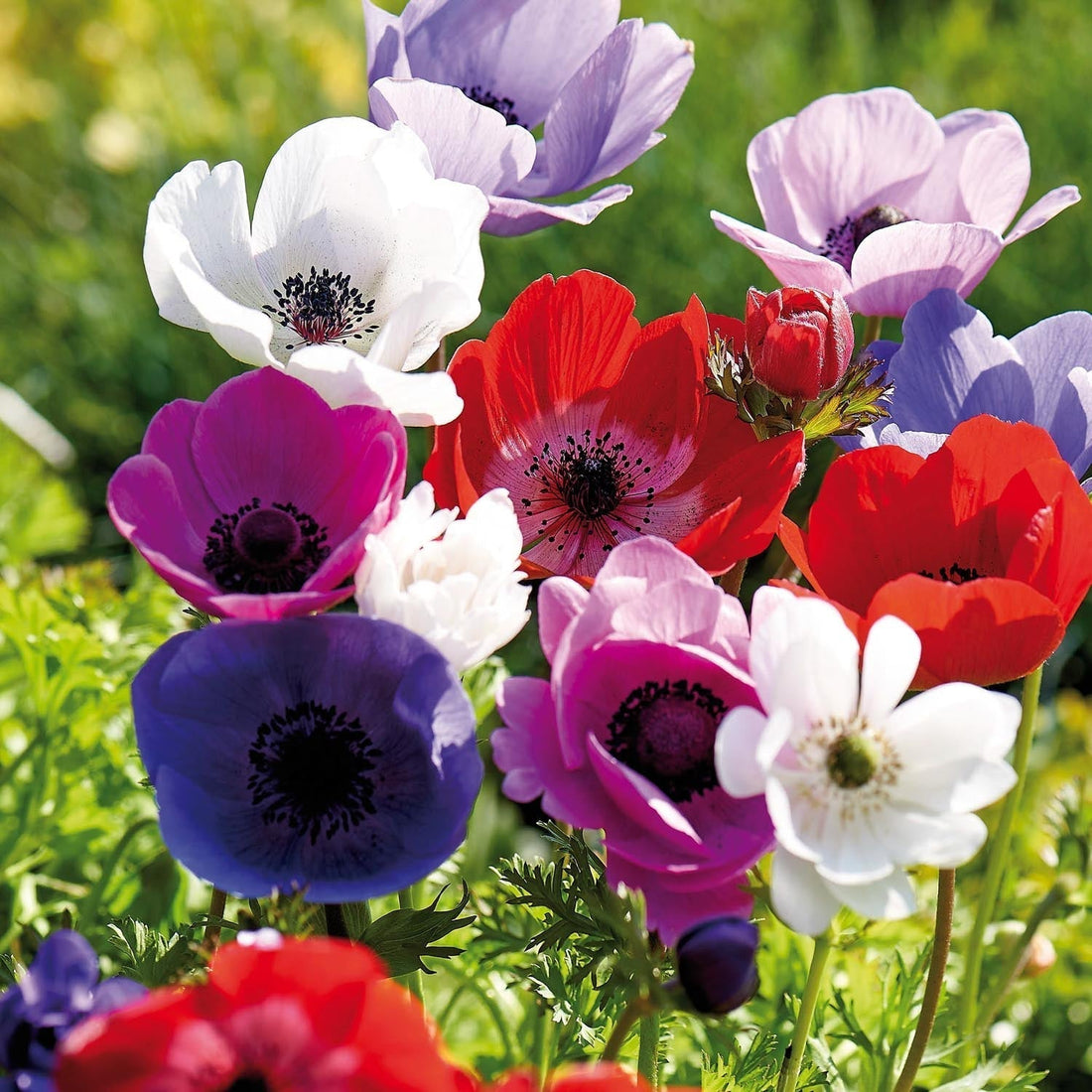 Vuokko, Anemone 'De Caen' mix