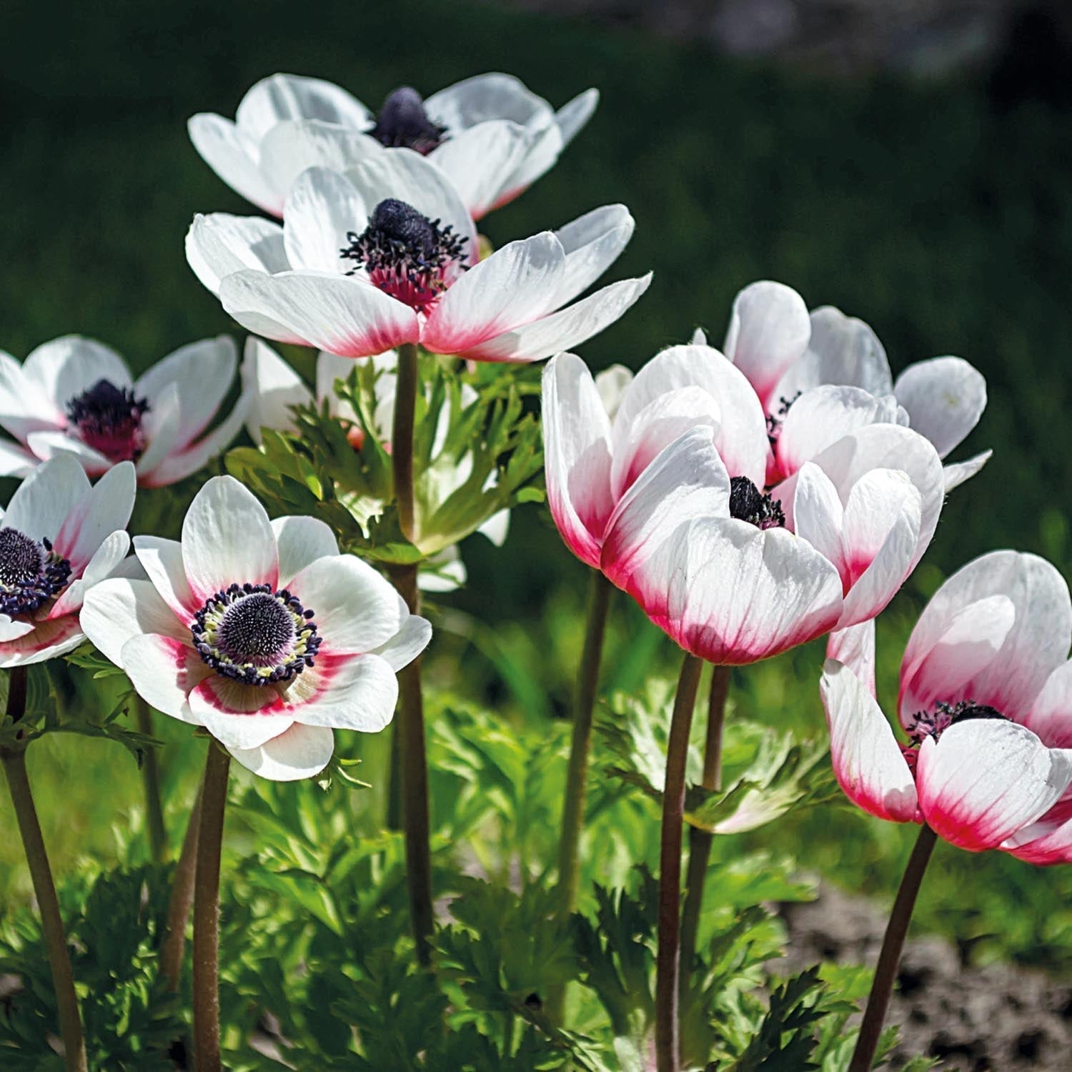 Vuokko, Anemone 'Duet'