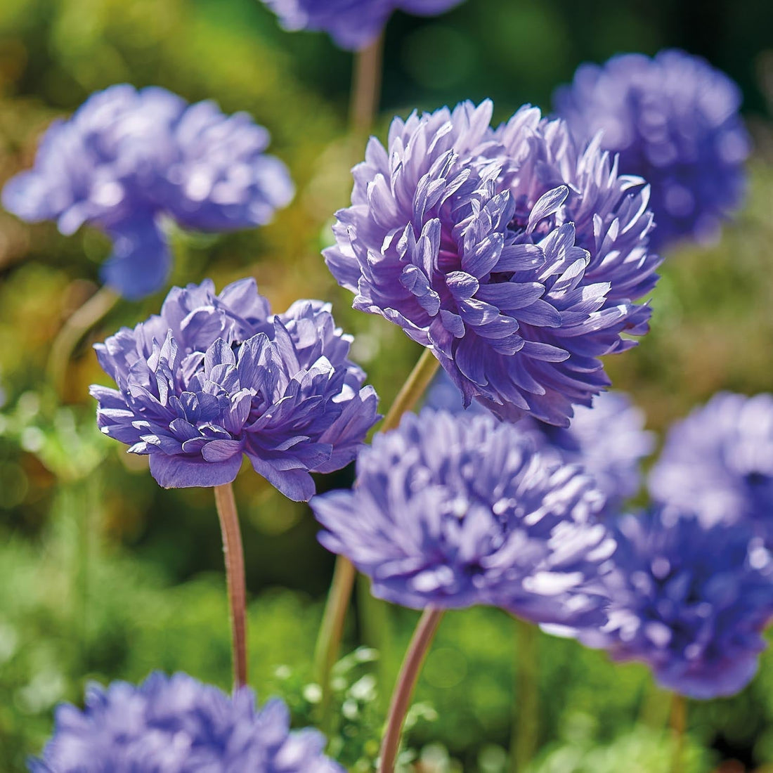 Vuokko, Anemone 'Lord Lieutenant'
