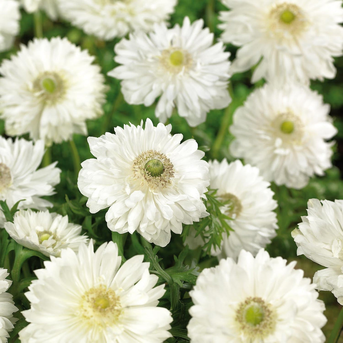 Vuokko, Anemone 'Mount Everest'