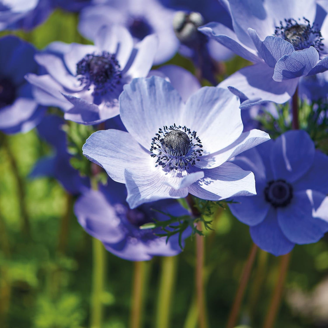 Vuokko, Anemone 'Mr. Fokker'