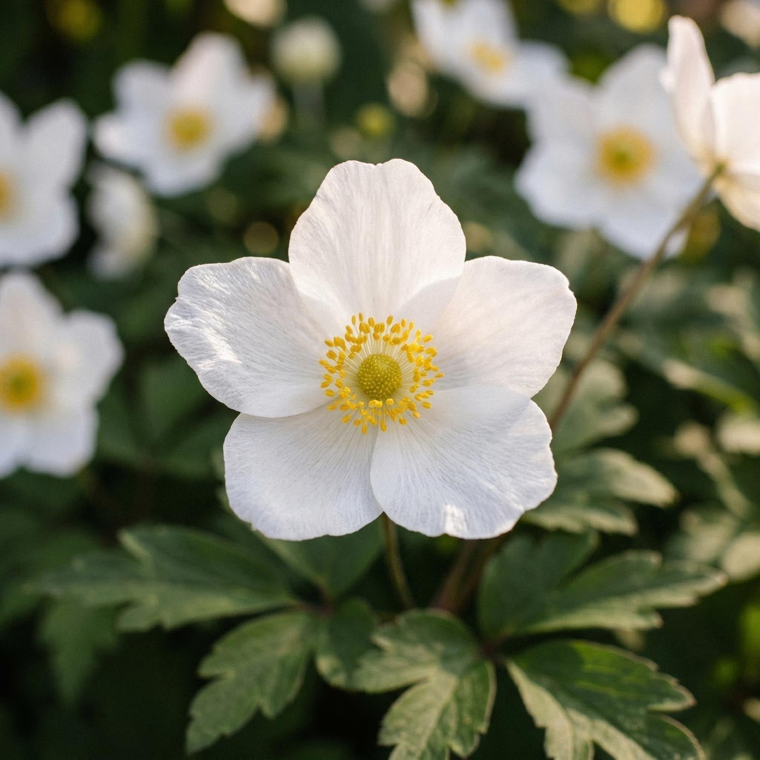 Vuokko, Anemone 'September Charm'
