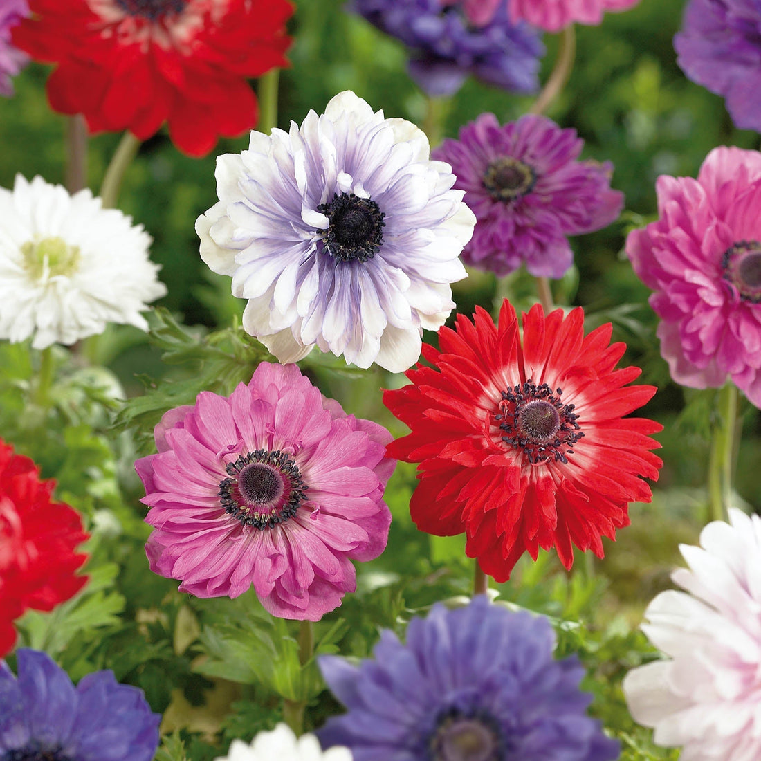 Vuokko, Anemone 'St. Brigid'
