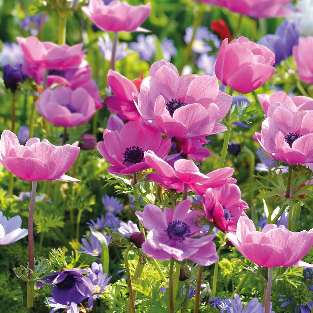 Vuokko, Anemone 'Sylphide'
