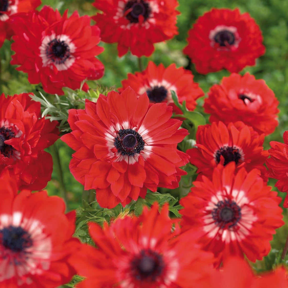 Vuokko, Anemone 'The Governor'