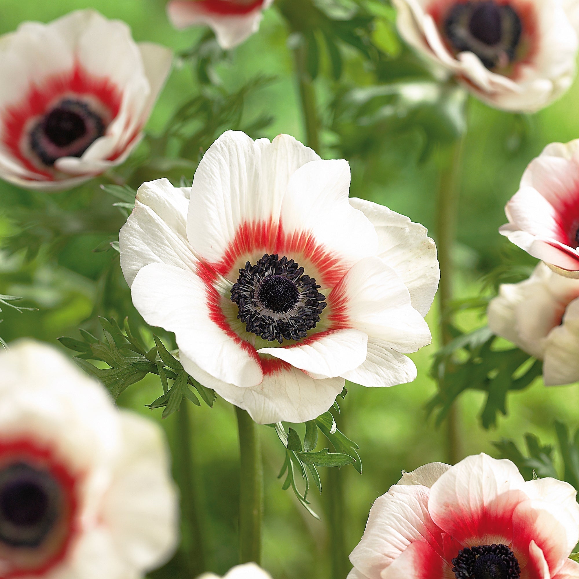 Vuokko, Anemone 'Bicolor'