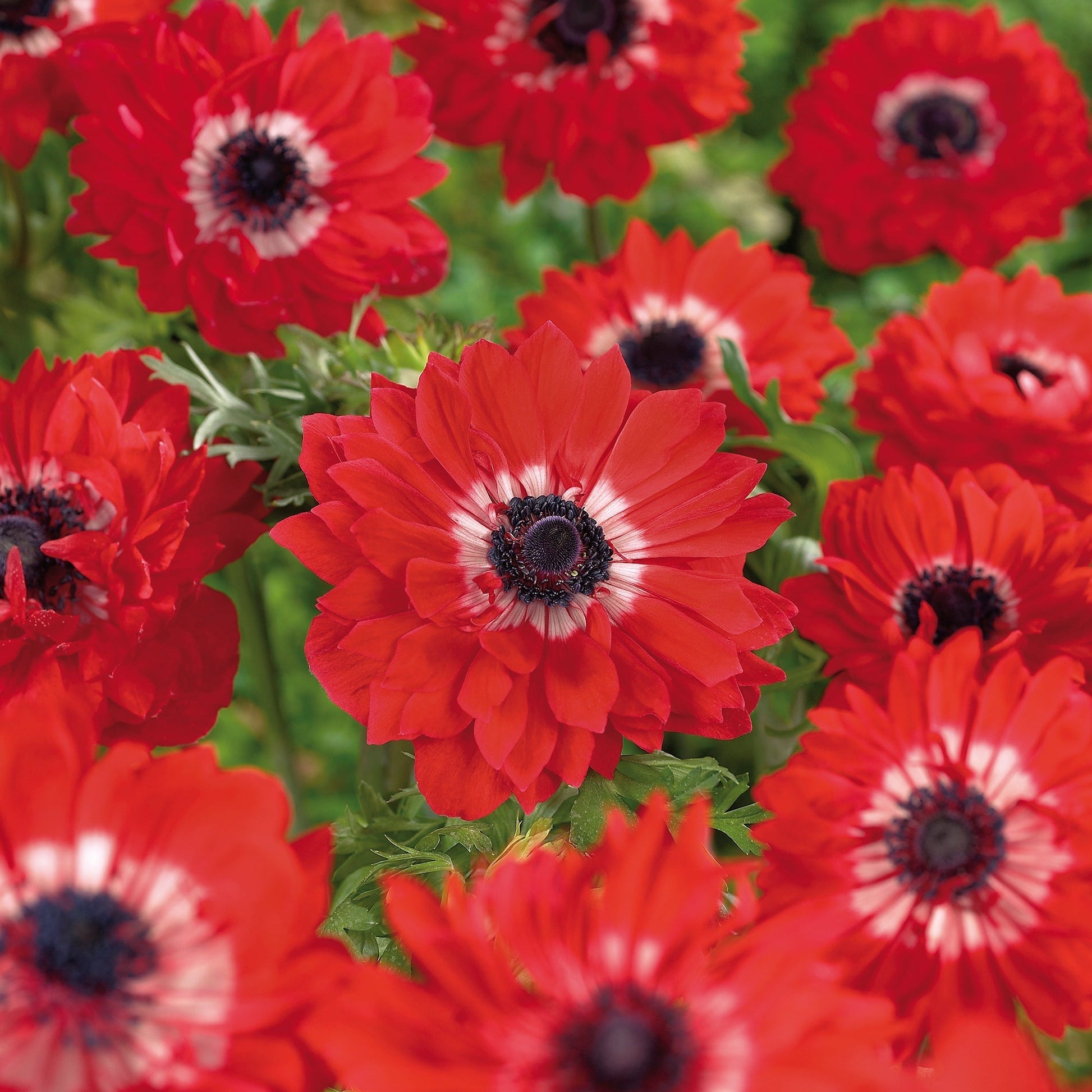 Vuokko 'The Governor'