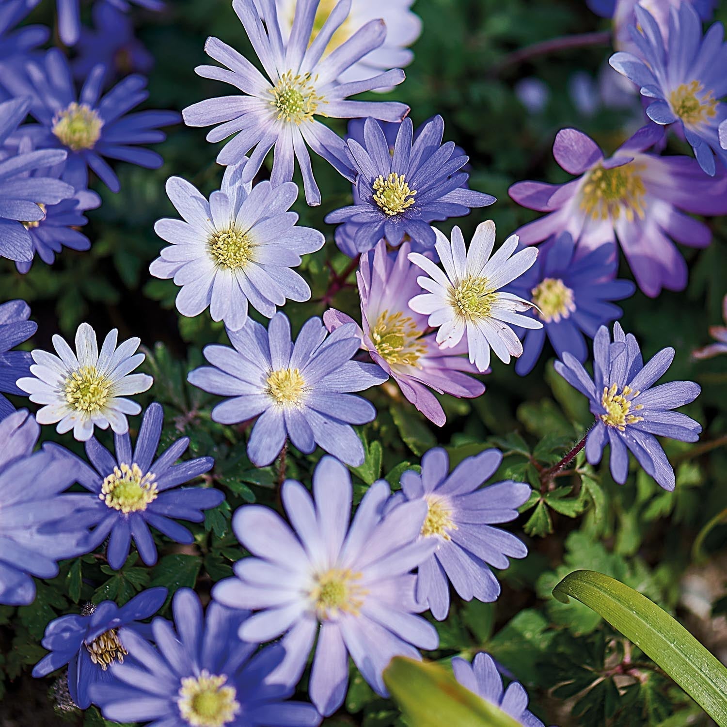 Vuokkoseos 'Blanda Mixed'