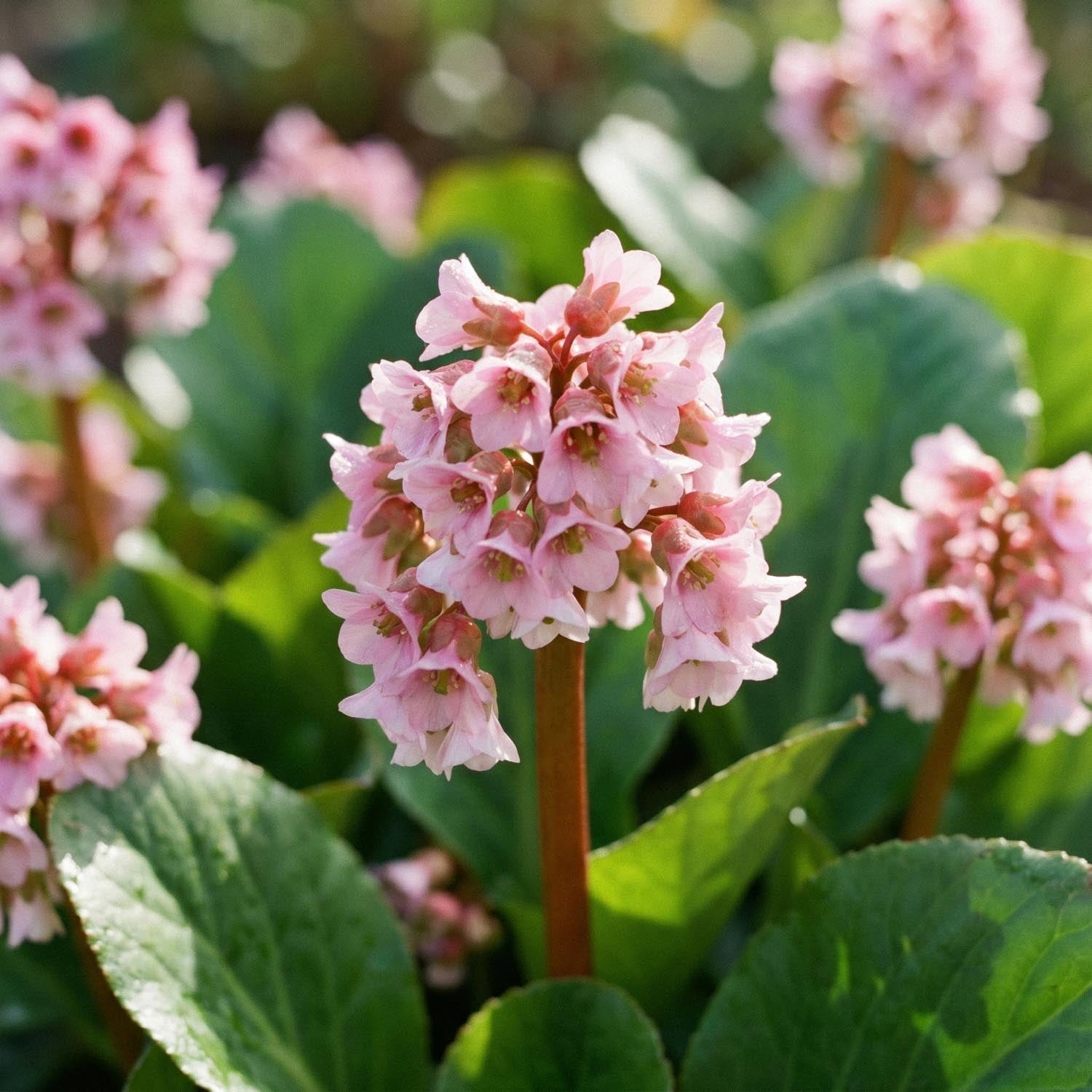 Vuorenkilpi, Bergenia 'Baby Doll'