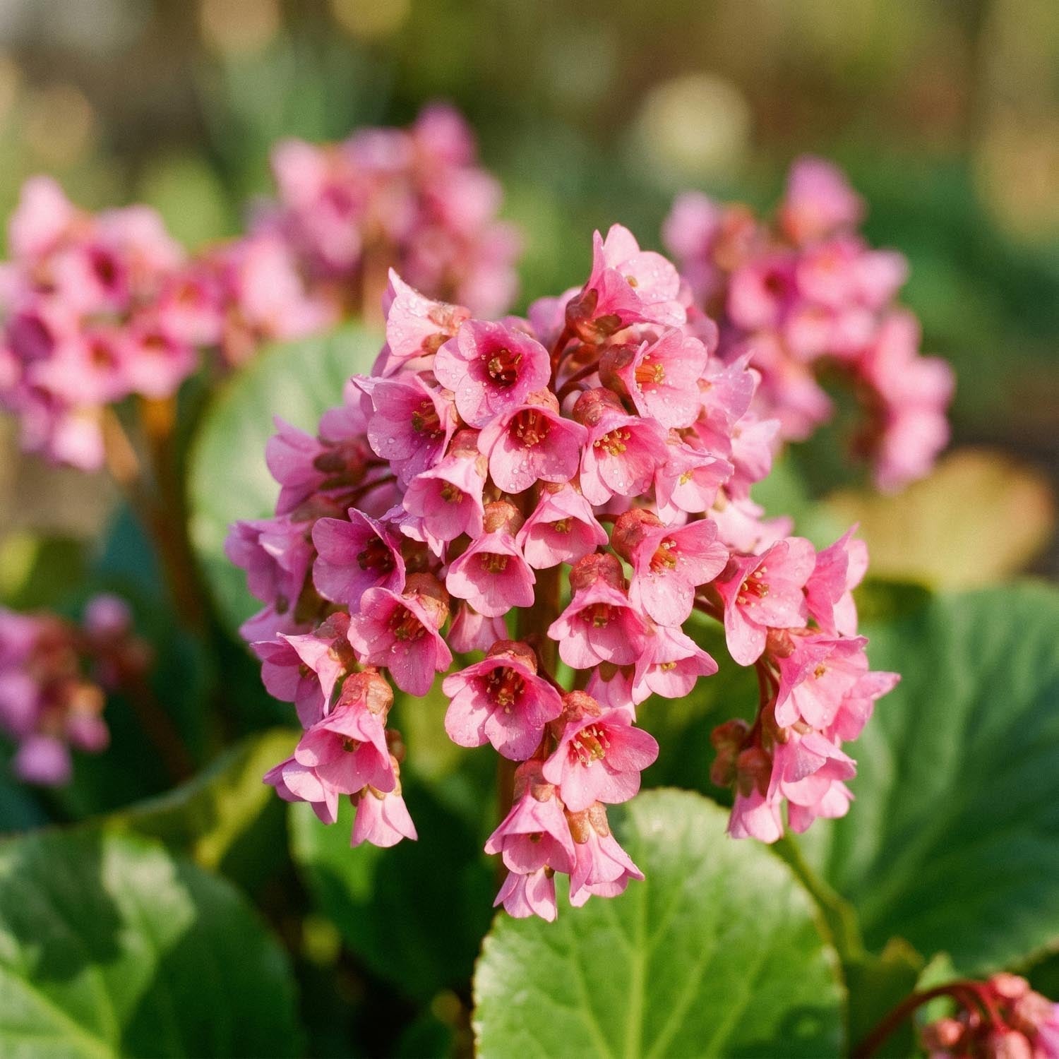 Vuorenkilpi, Bergenia 'Morgenröte'