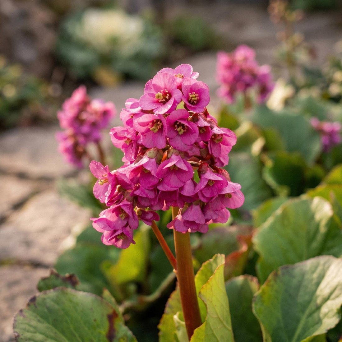 Vuorenkilpi, Bergenia 'Rotblum'