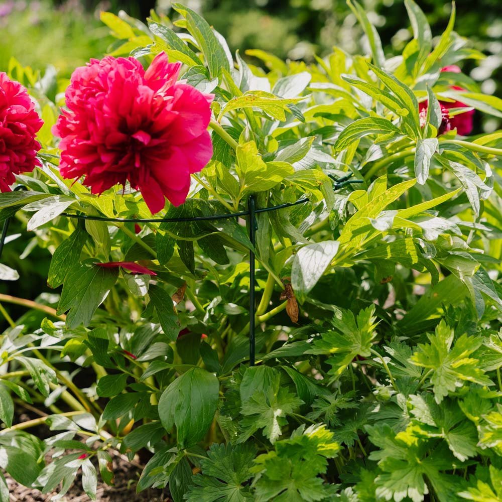 Yksinkertainen kasvitukirengas, Pituus: 40 cm Leveys: 40 cm Korkeus: 61 cm