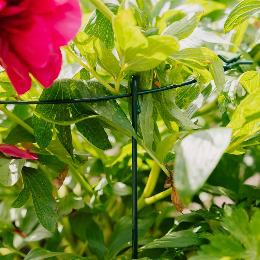 Yksinkertainen kasvitukirengas, Pituus: 40 cm Leveys: 40 cm Korkeus: 61 cm